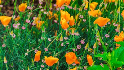 Flowers at Calthorpes House