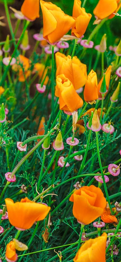 Flowers at Calthorpes House