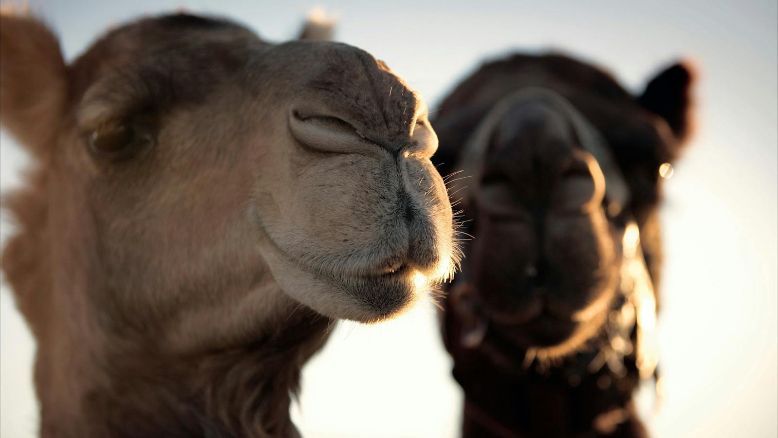 Camel