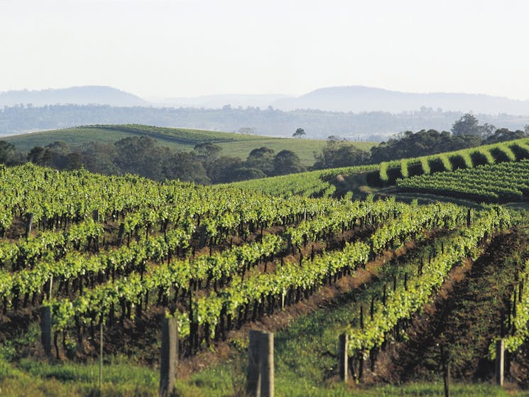1 day hunter valley tour