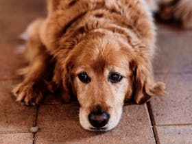 Ernie the Groodle, Flinders Gin Distillery Dog