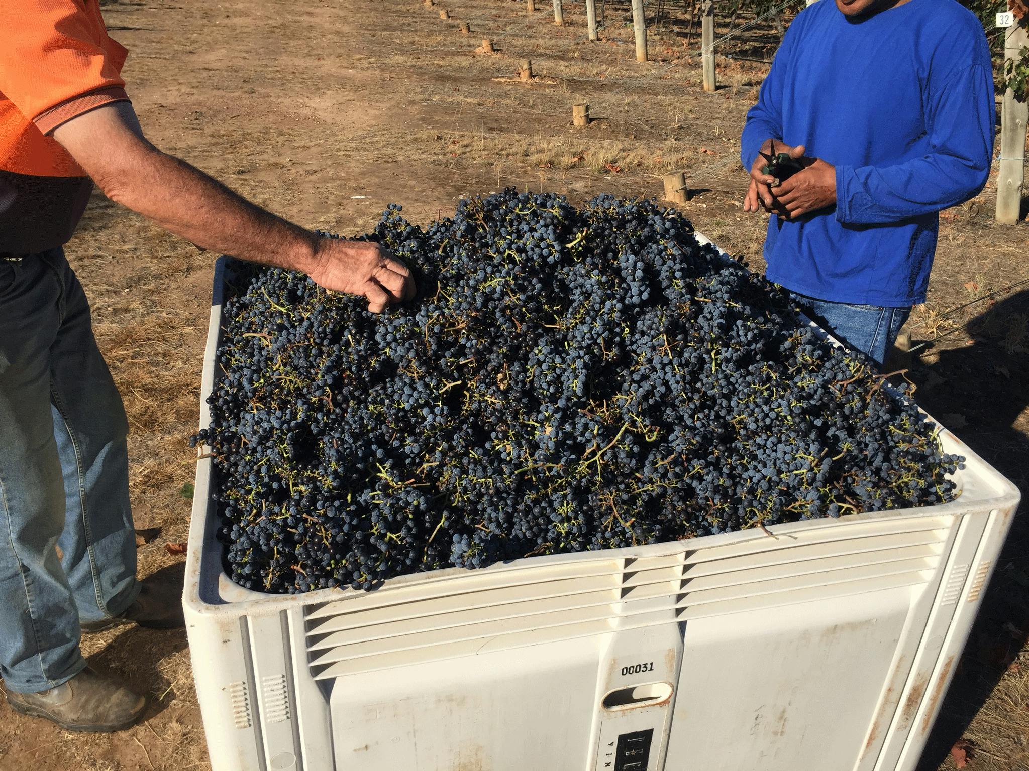 Peerick Vineyard and Winery