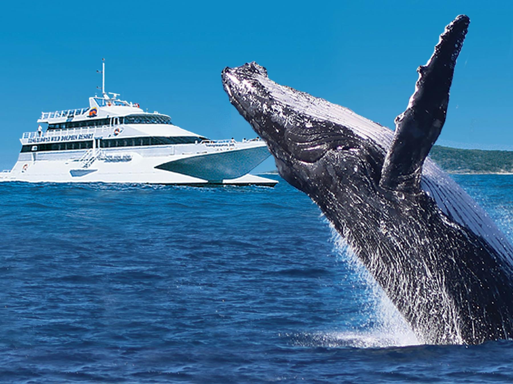Tangalooma Whale Watch Cruises