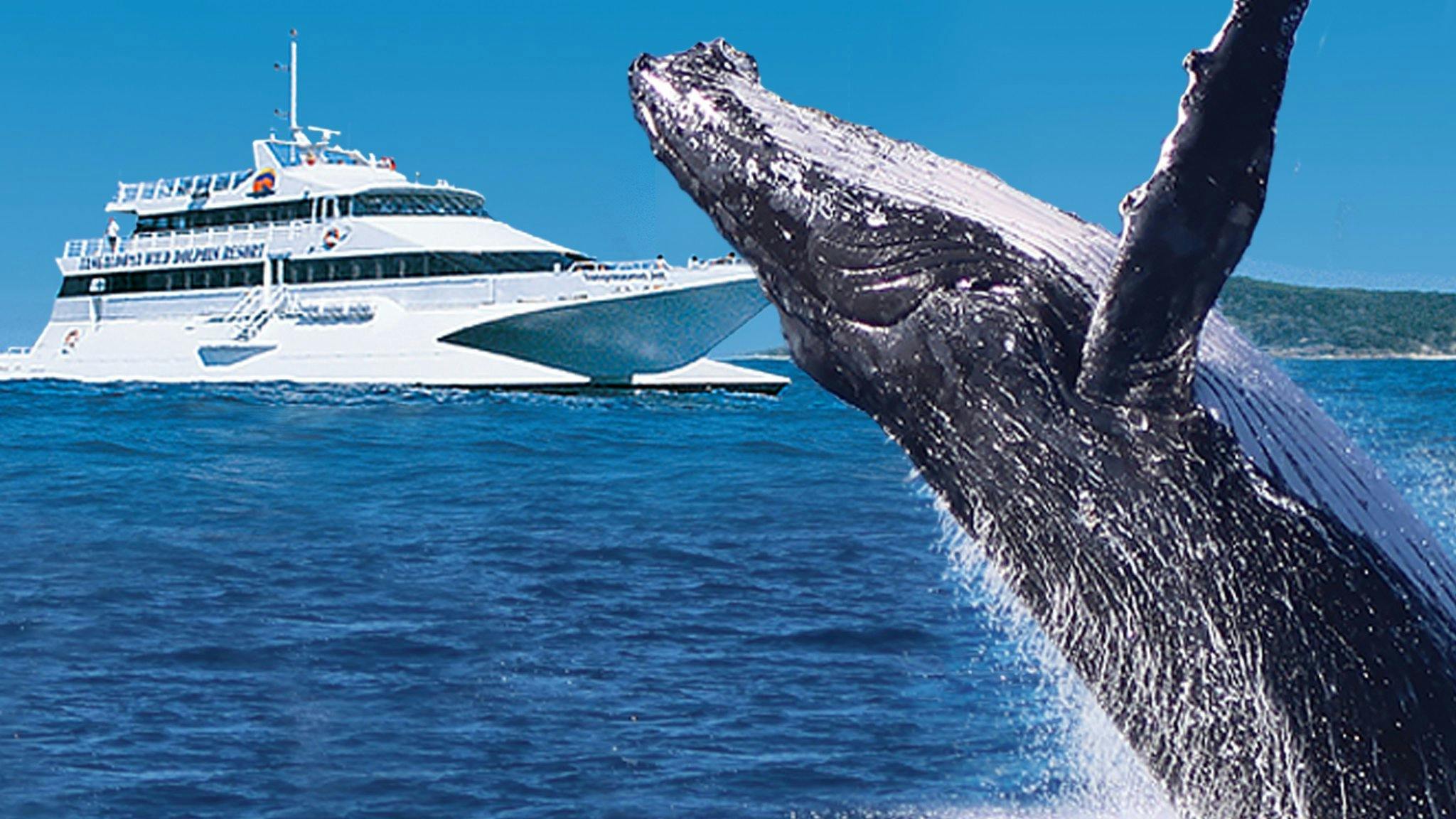 Tangalooma Whale Watch Cruises