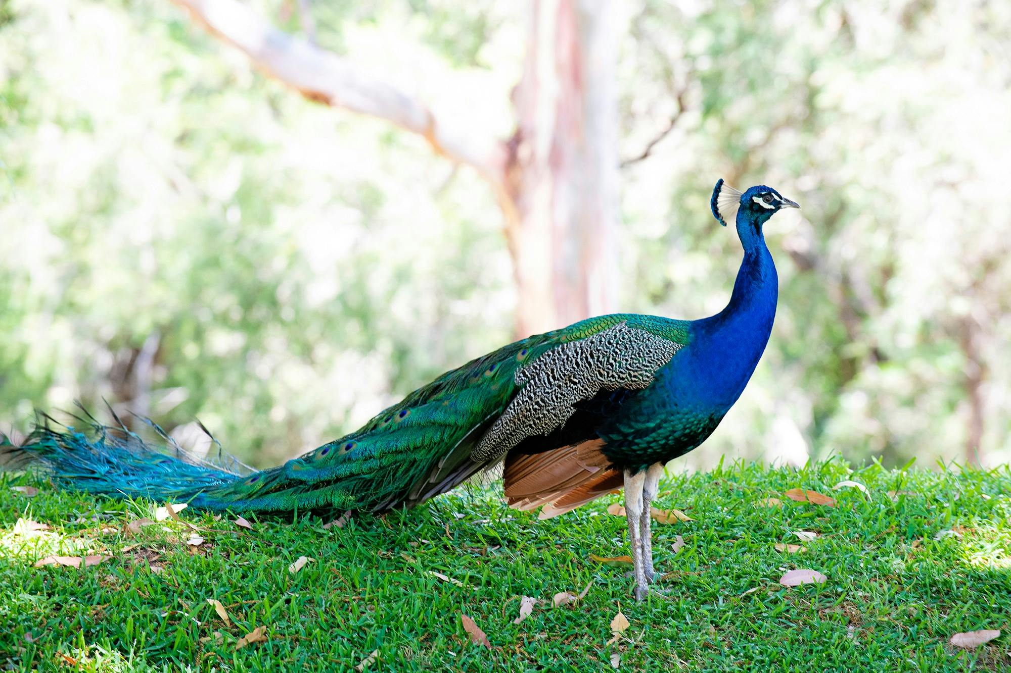 Our magnificent peacock “Prince” can be found wondering around the property