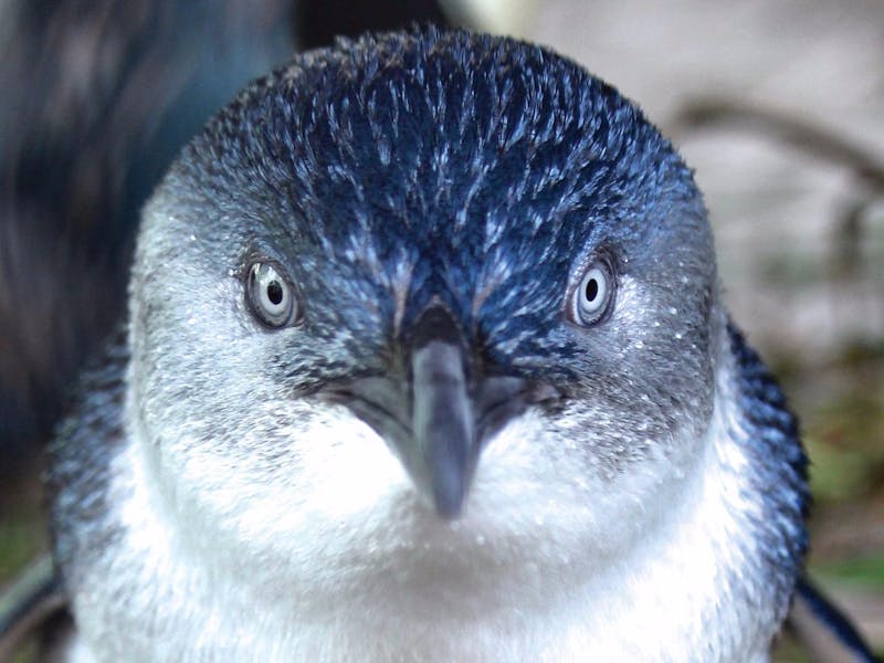 Billabong Zoo Koala and Wildlife Park Port Macquarie Attraction