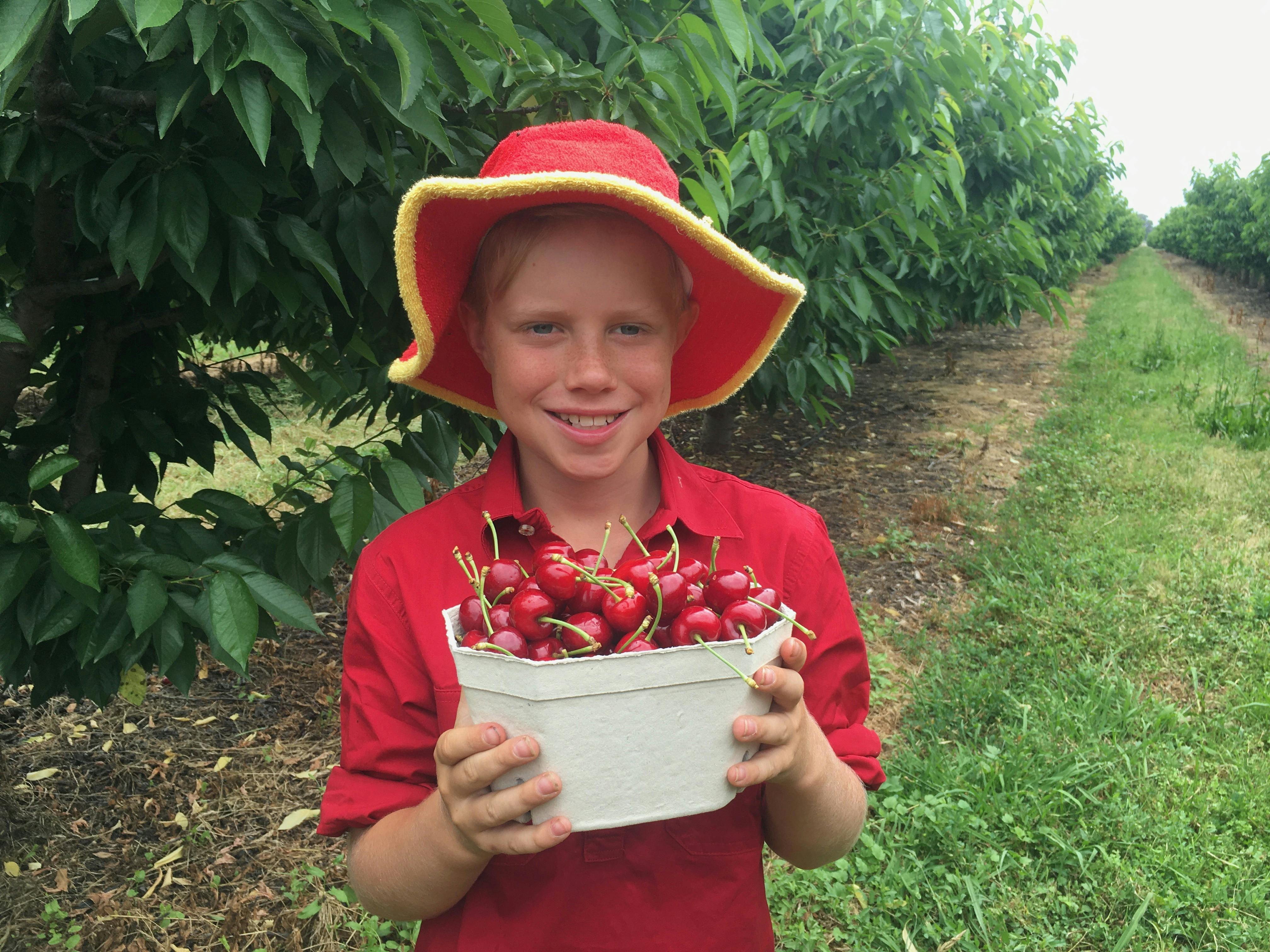 チェリー狩り Roth Family Orchard Mudgee