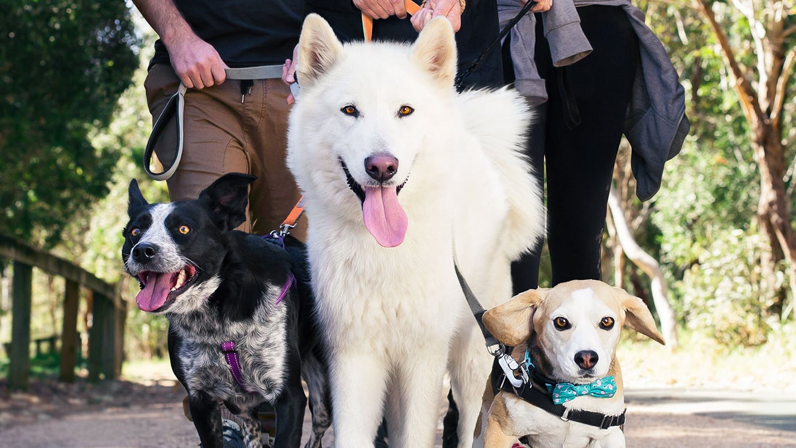 Image for RSPCA NSW Million Paws Walk: Coffs Harbour