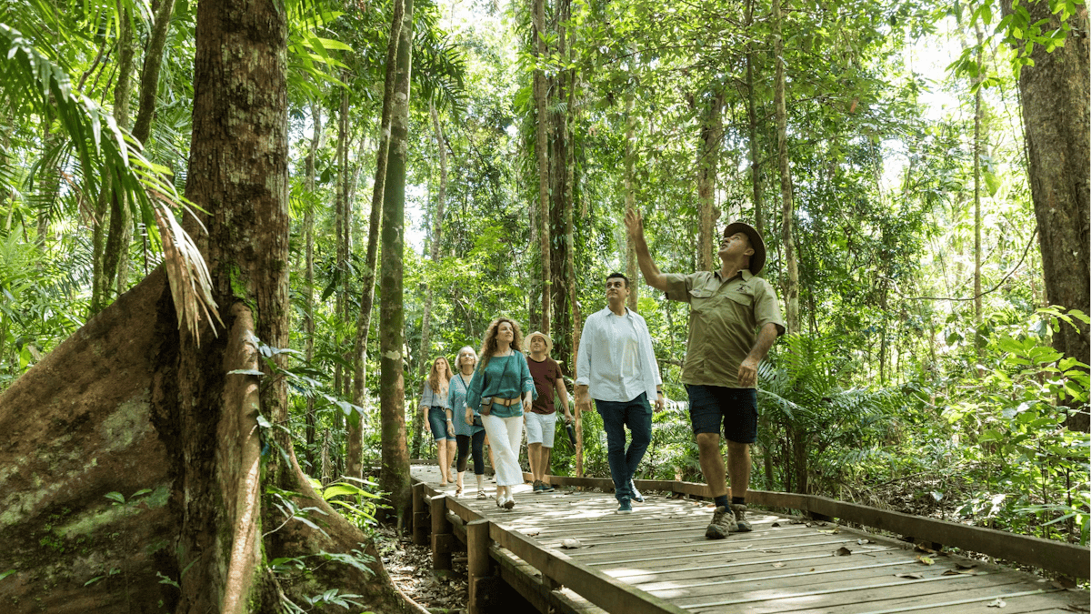 Billy Tea Safaris Guided Rainforest Boardwalk Tour