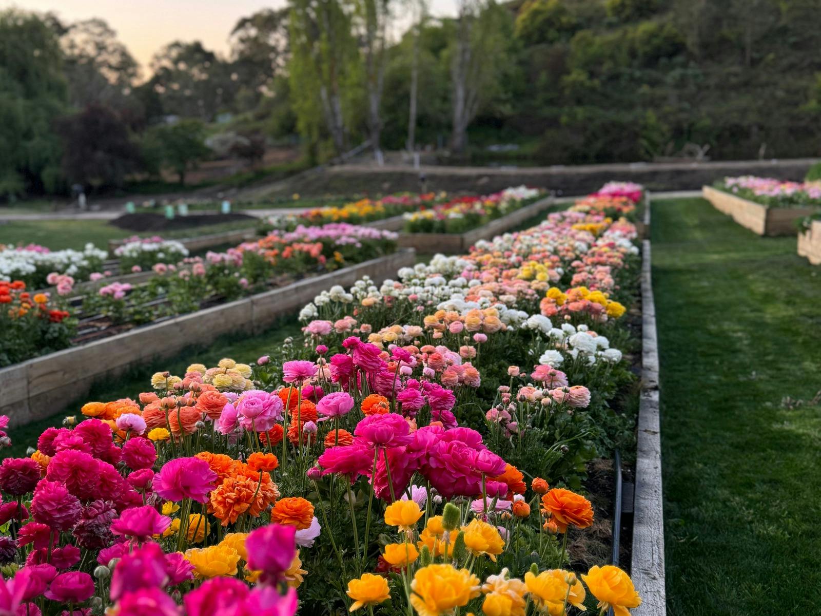 Vibrant spring flowers at Hahndorf Flower Farm