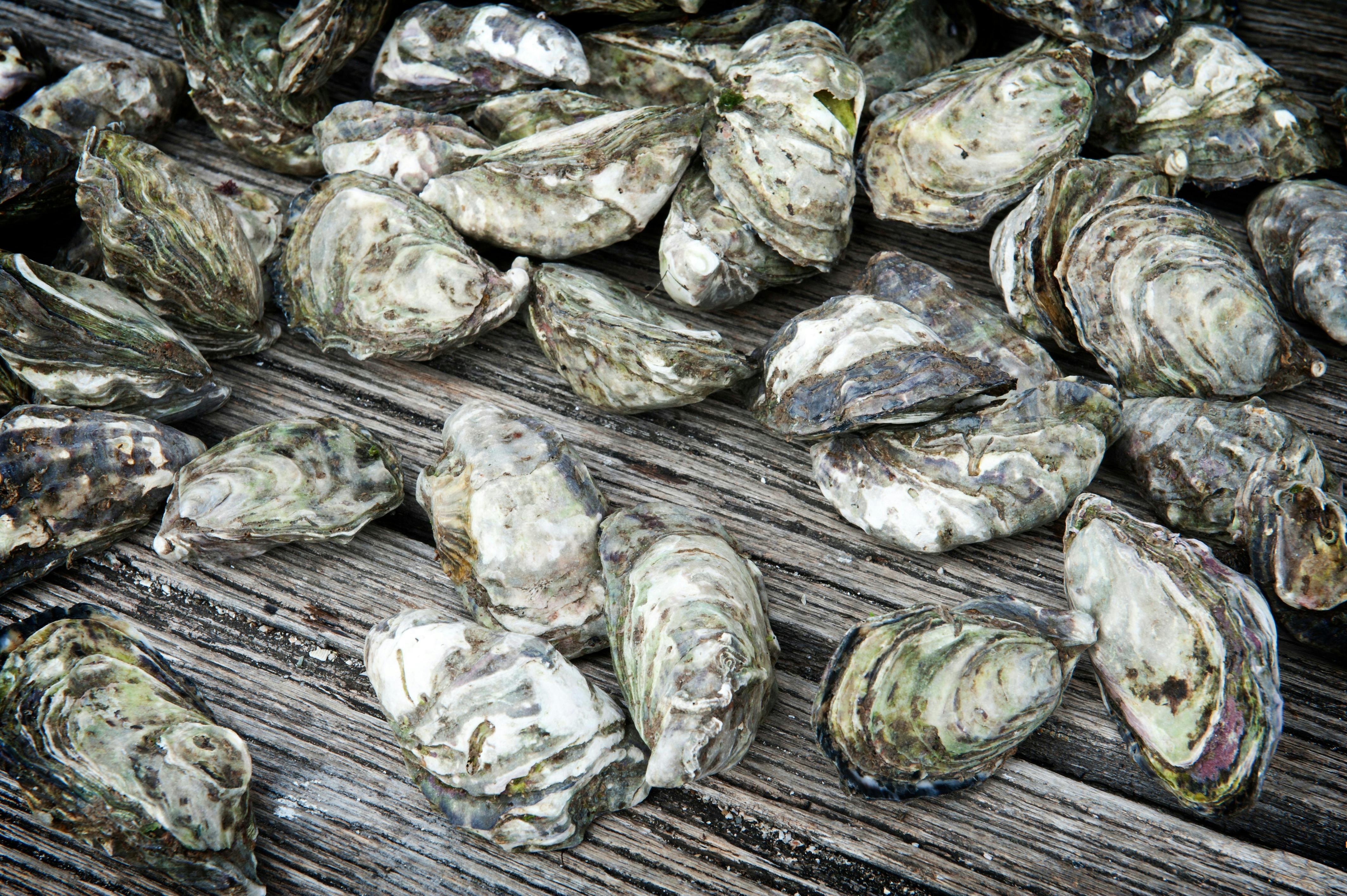 Wholeshell oysters