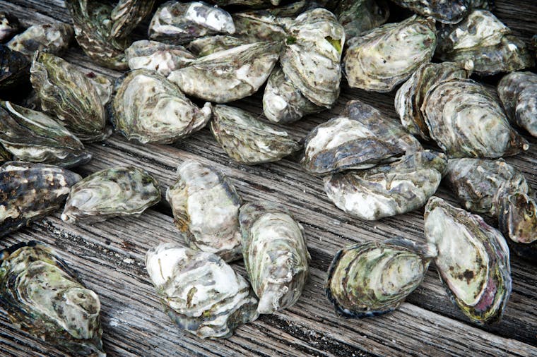 The Oyster Farm Shop Kangaroo Island Shellfish American River...