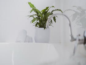 Bathroom, white tiles and green plant