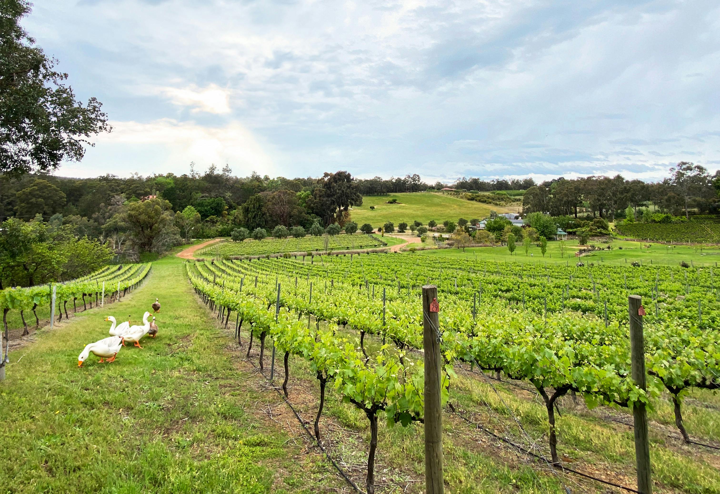 Bickley Valley wine tour - Up Close and Local Tours