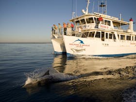 Dolphin Watch Cruises Jervis Bay