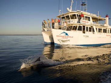 Dolphin Watch Cruises Jervis Bay 游船公司