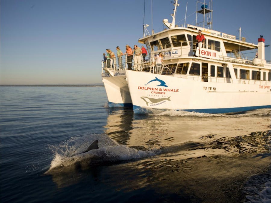 Dolphin Watch Cruises Jervis Bay