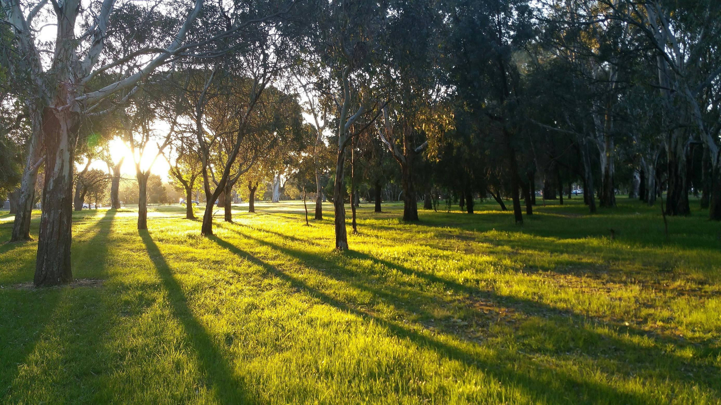 Guided Walk through Carriageway Park / Tuthangga (Park 17)