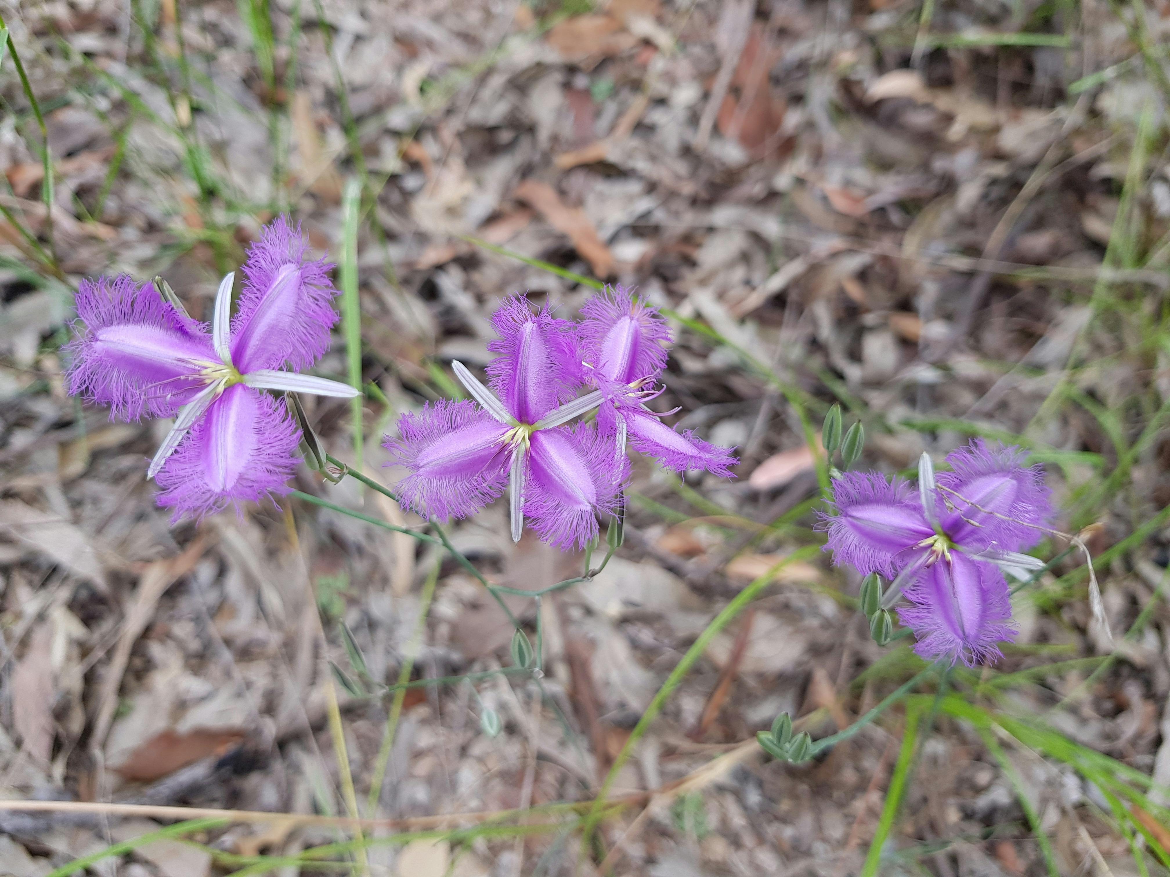 Fringed lilly , Samford Conservation Park