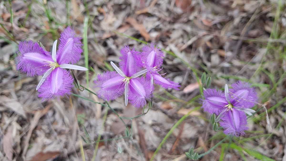 Small purple flowers on ground. Small purple flowers on ground.