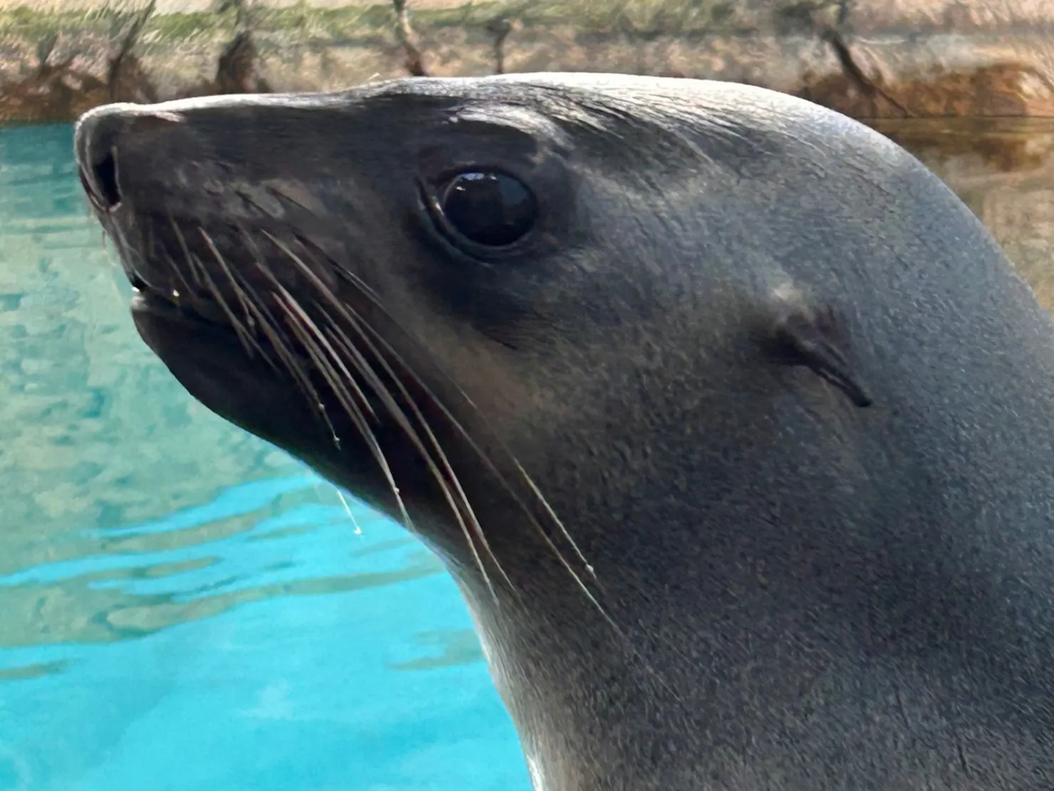 Bella - SEA LIFE Sunshine Coast Seal
