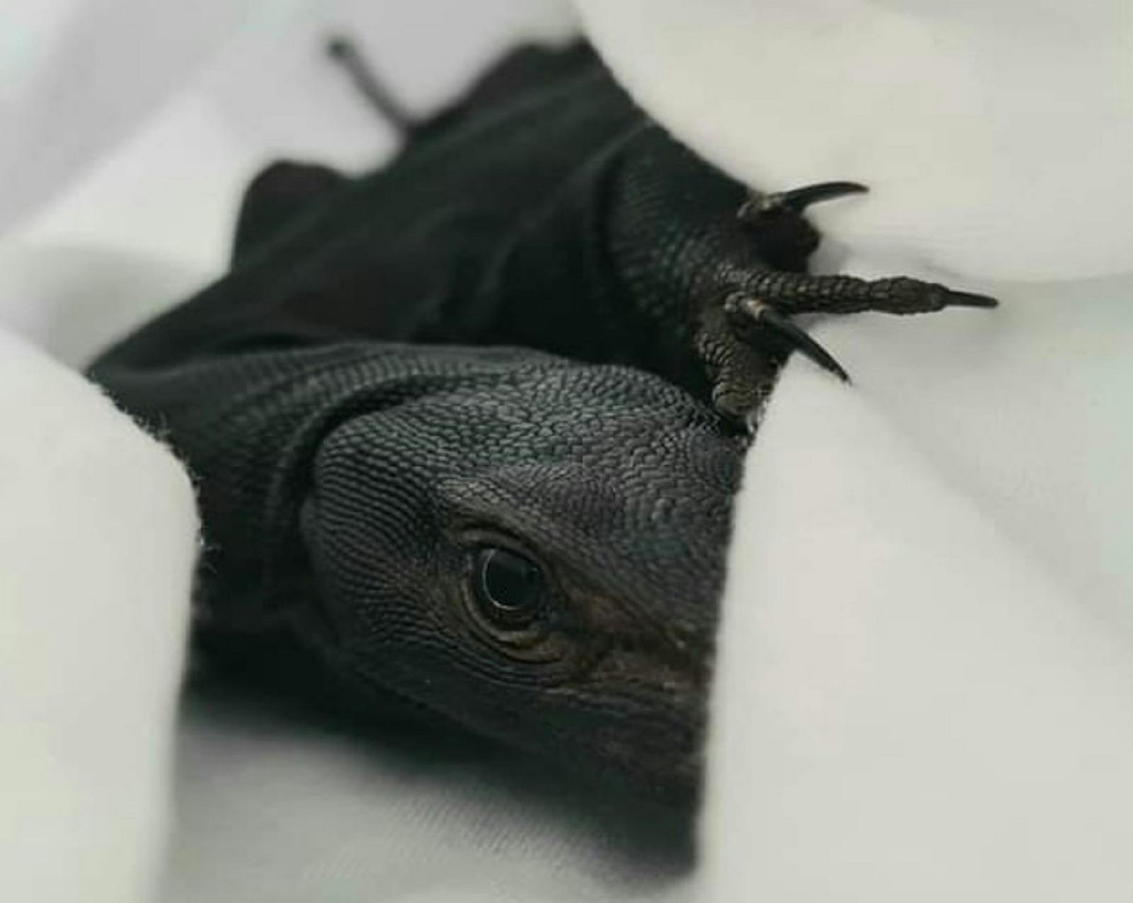 Kanyana Wildlife Rehabilitation Centre