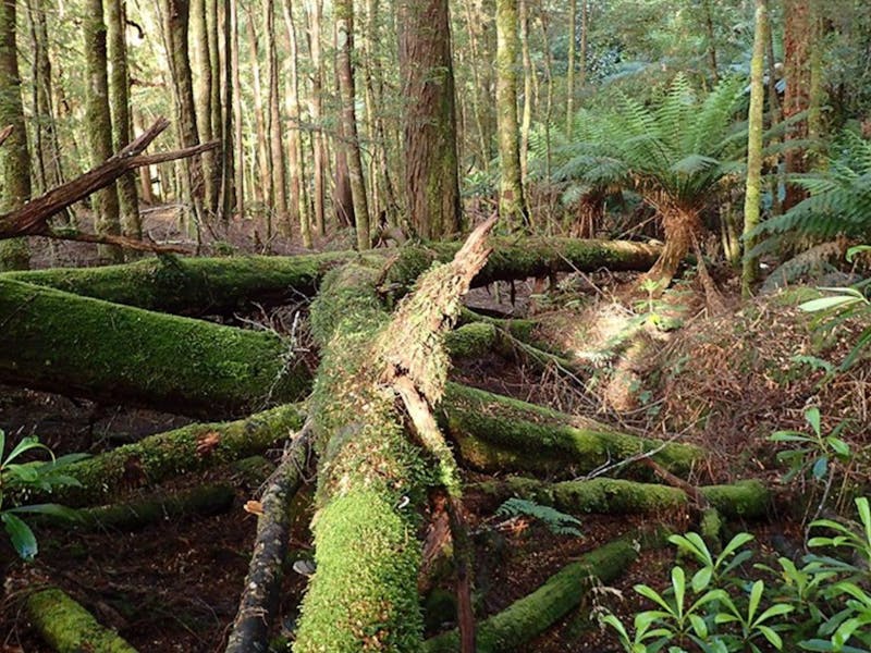 Tarkine