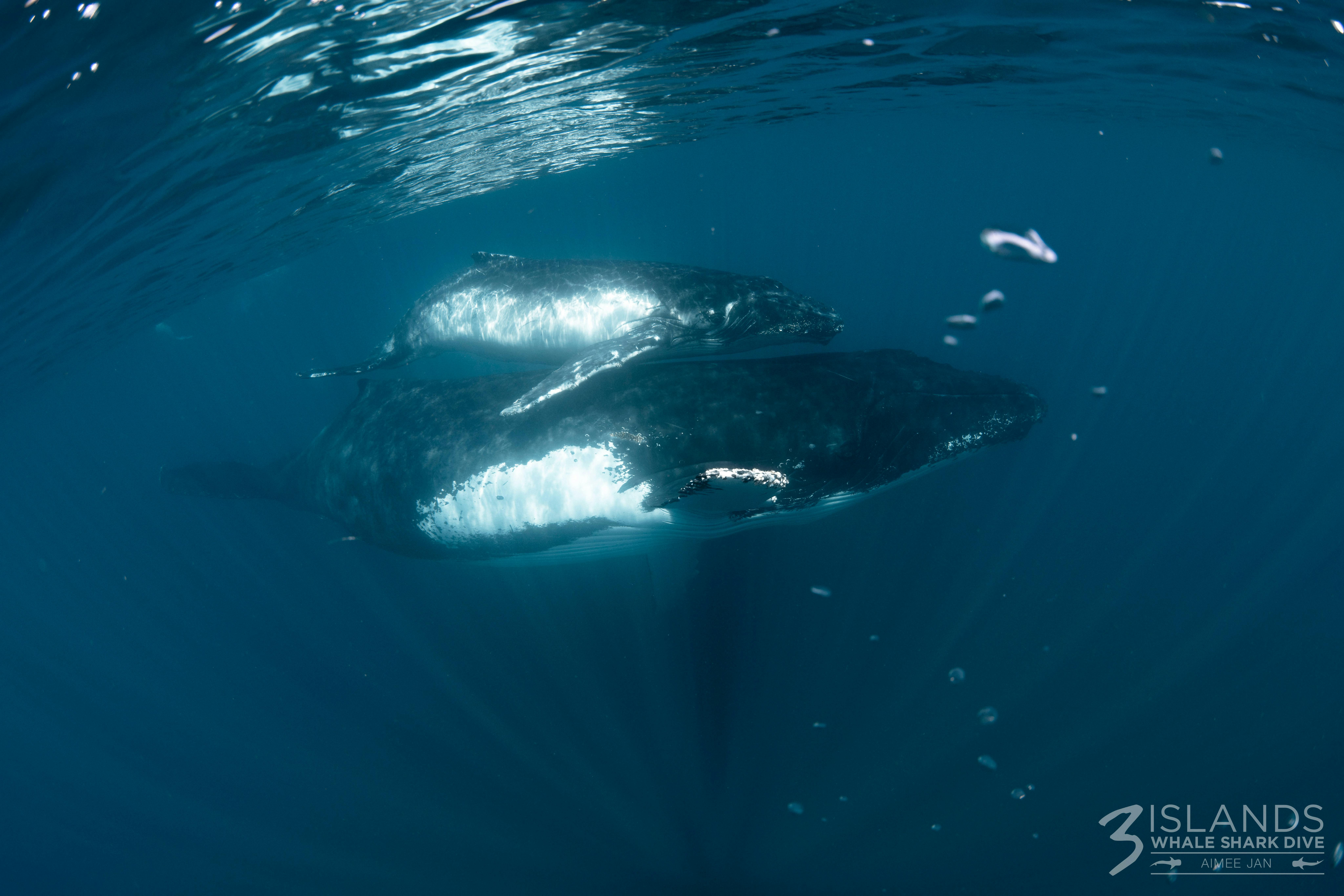 Humpback Whale