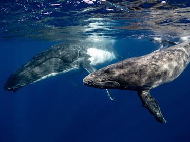 Whales on K'gari (Fraser Island)