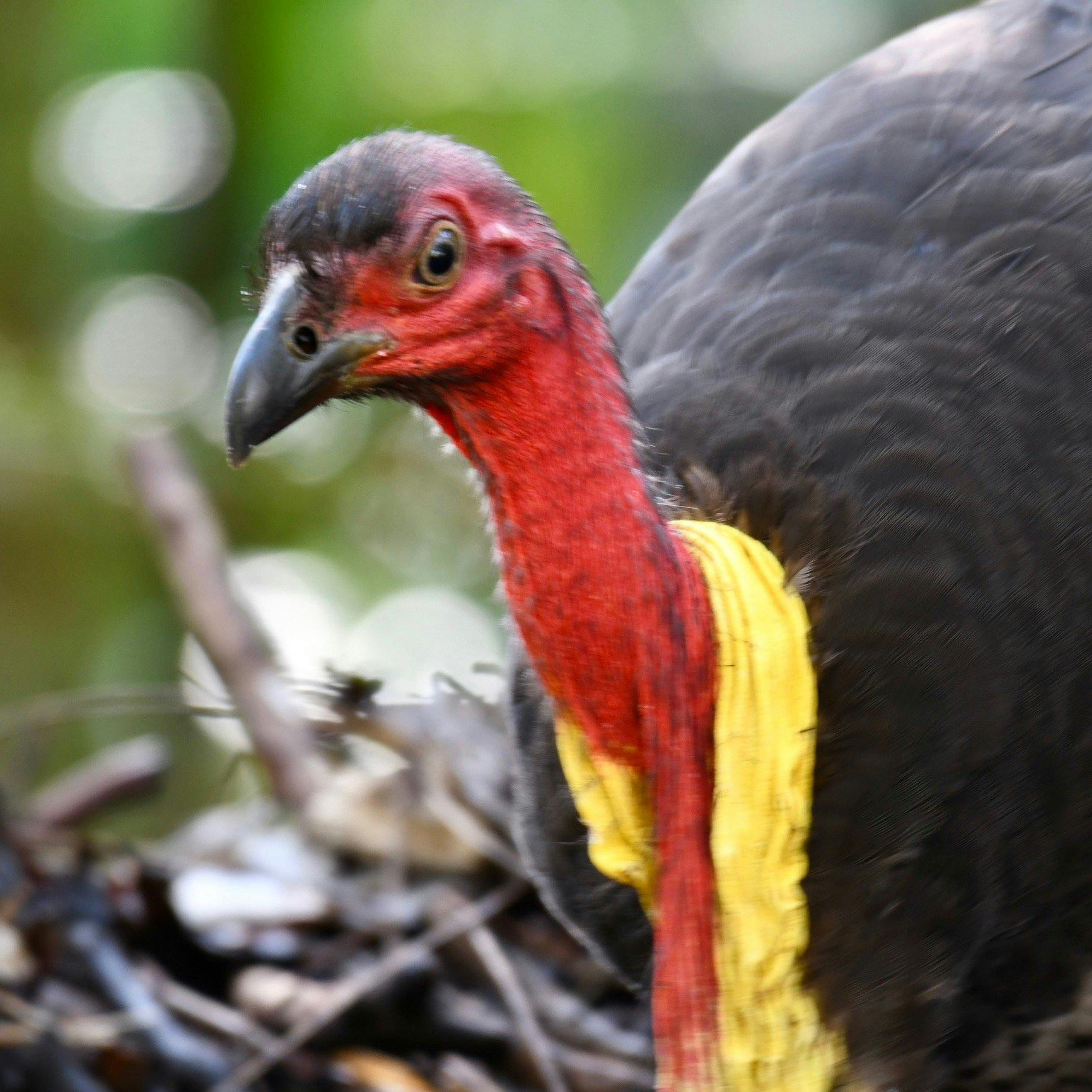 Classic aussie bush bird of the megapode family. Builds huge leaf litter mounds up to 5m in diameter