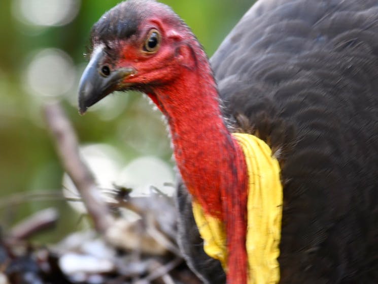 Classic aussie bush bird of the megapode family. Builds huge leaf litter mounds up to 5m in diameter