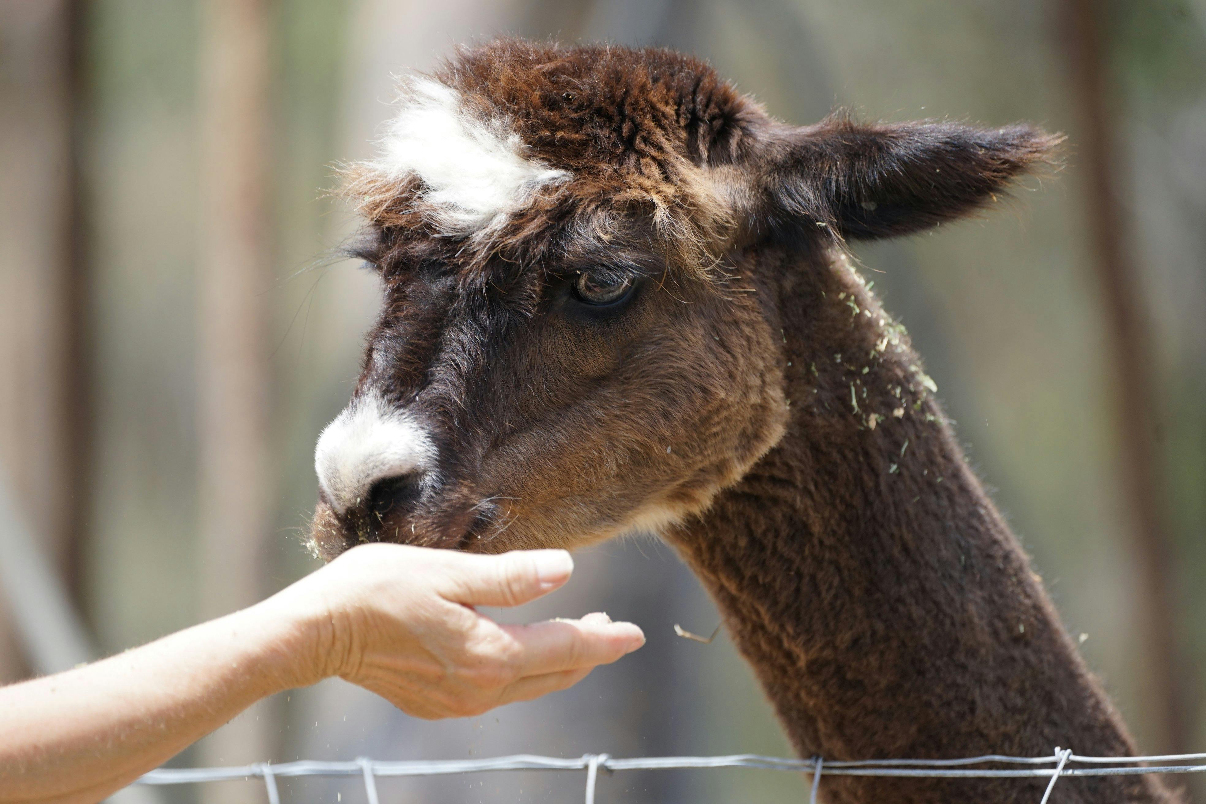 Mysteria Alpacas