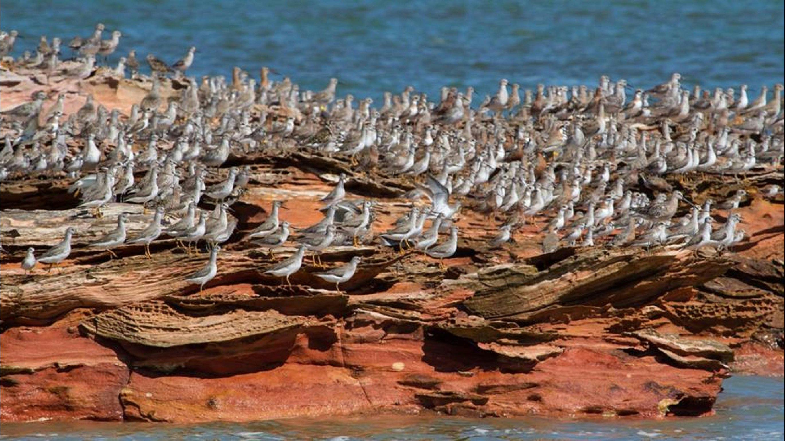 Broome Bird Observatory