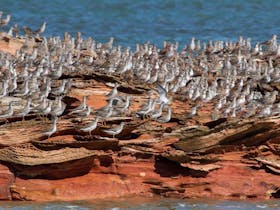 Broome Bird Observatory