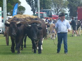 Circular Head Agricultural Show Cover Image