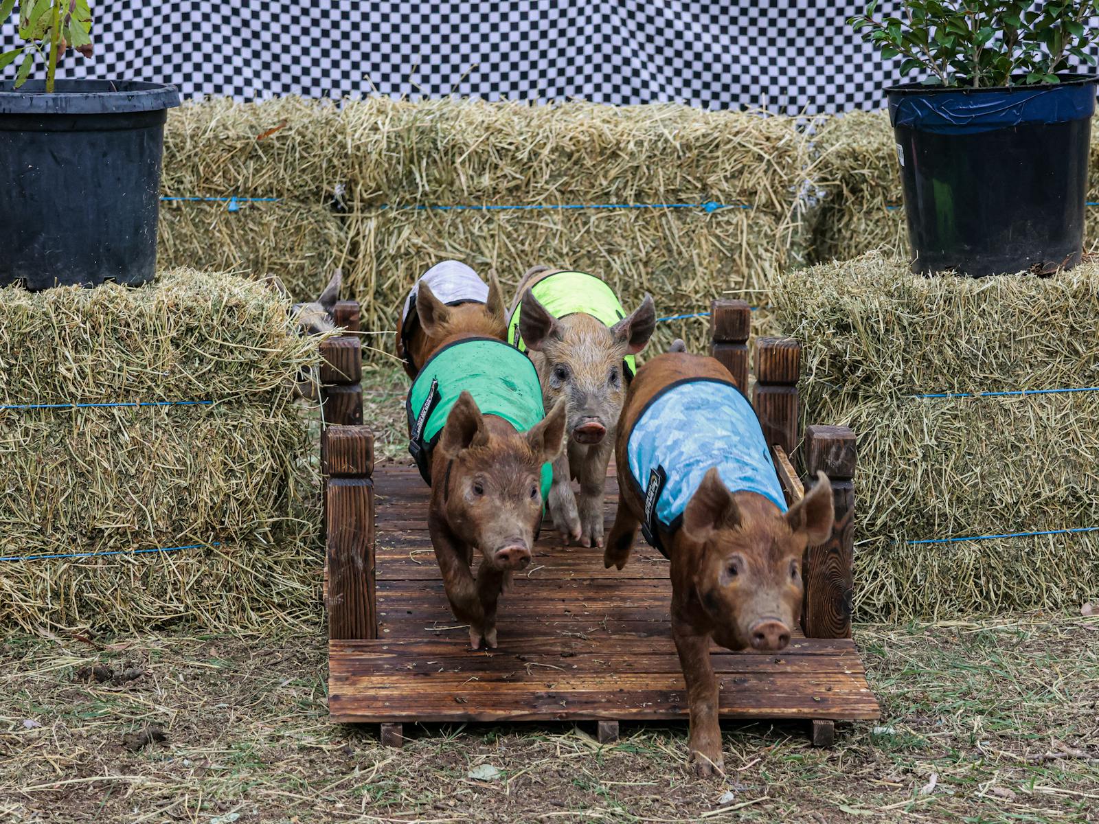 piglets in racing colours cross over a wooden bridge
