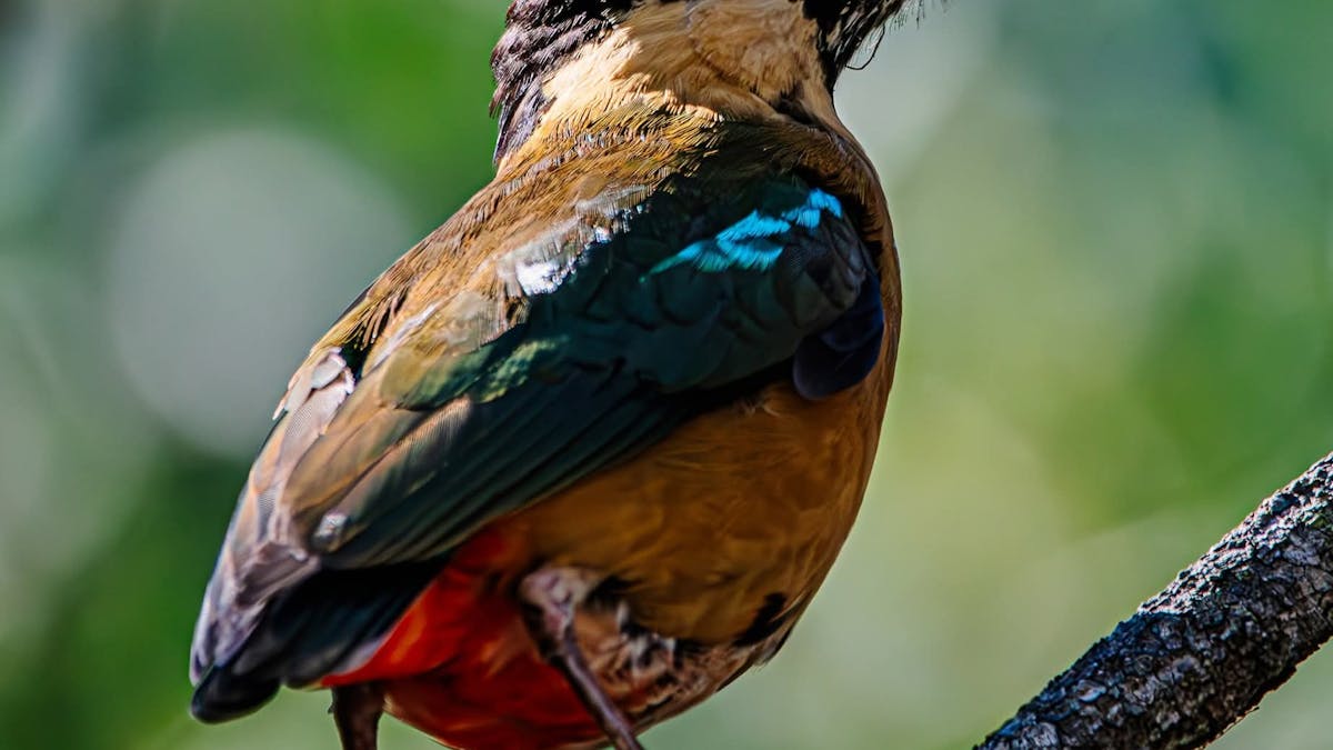 Birds