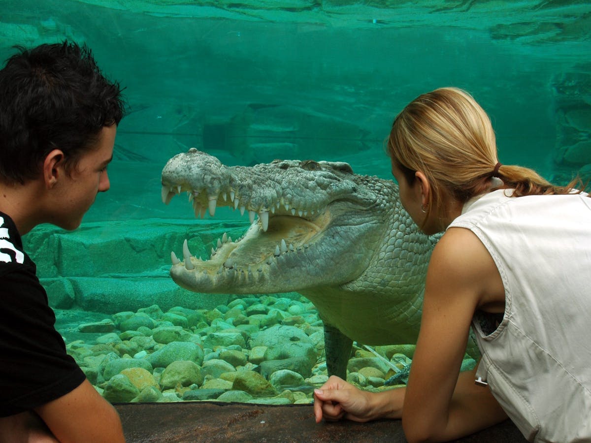 goliath the 4.5m estaurine crocodile at Cairns ZOOM & Wildlife Dome