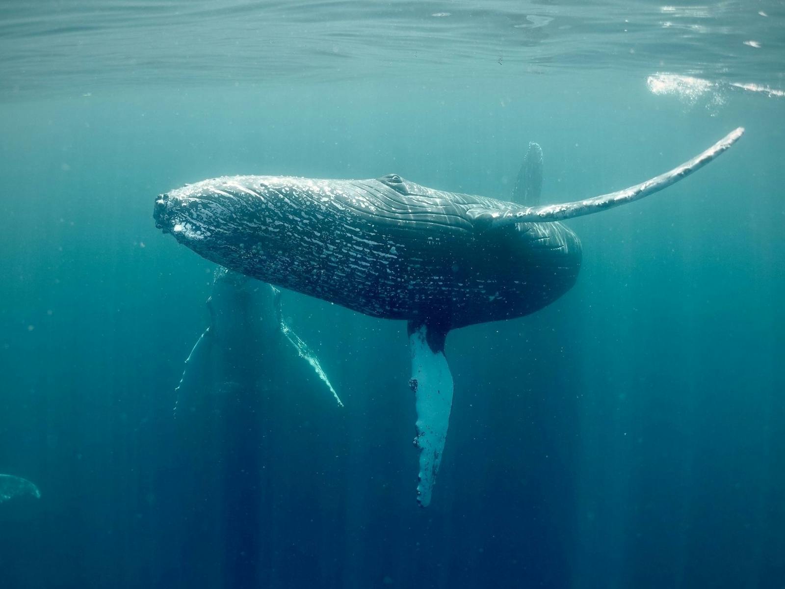 Humpback Whale underwater