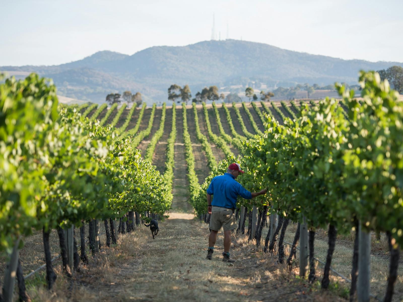 Image for Exclusive Vineyard Walk and Creek Picnic