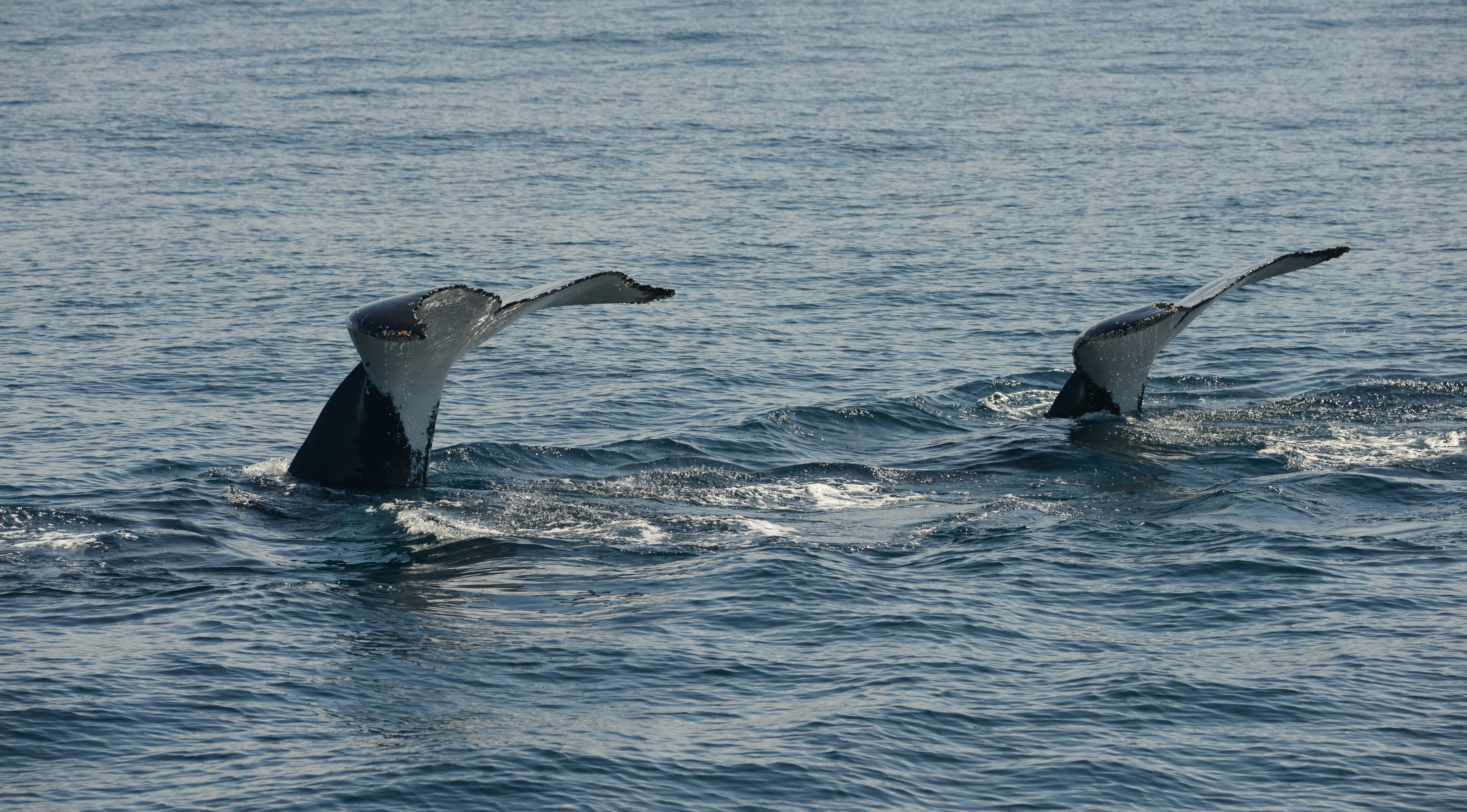 Whale Tail