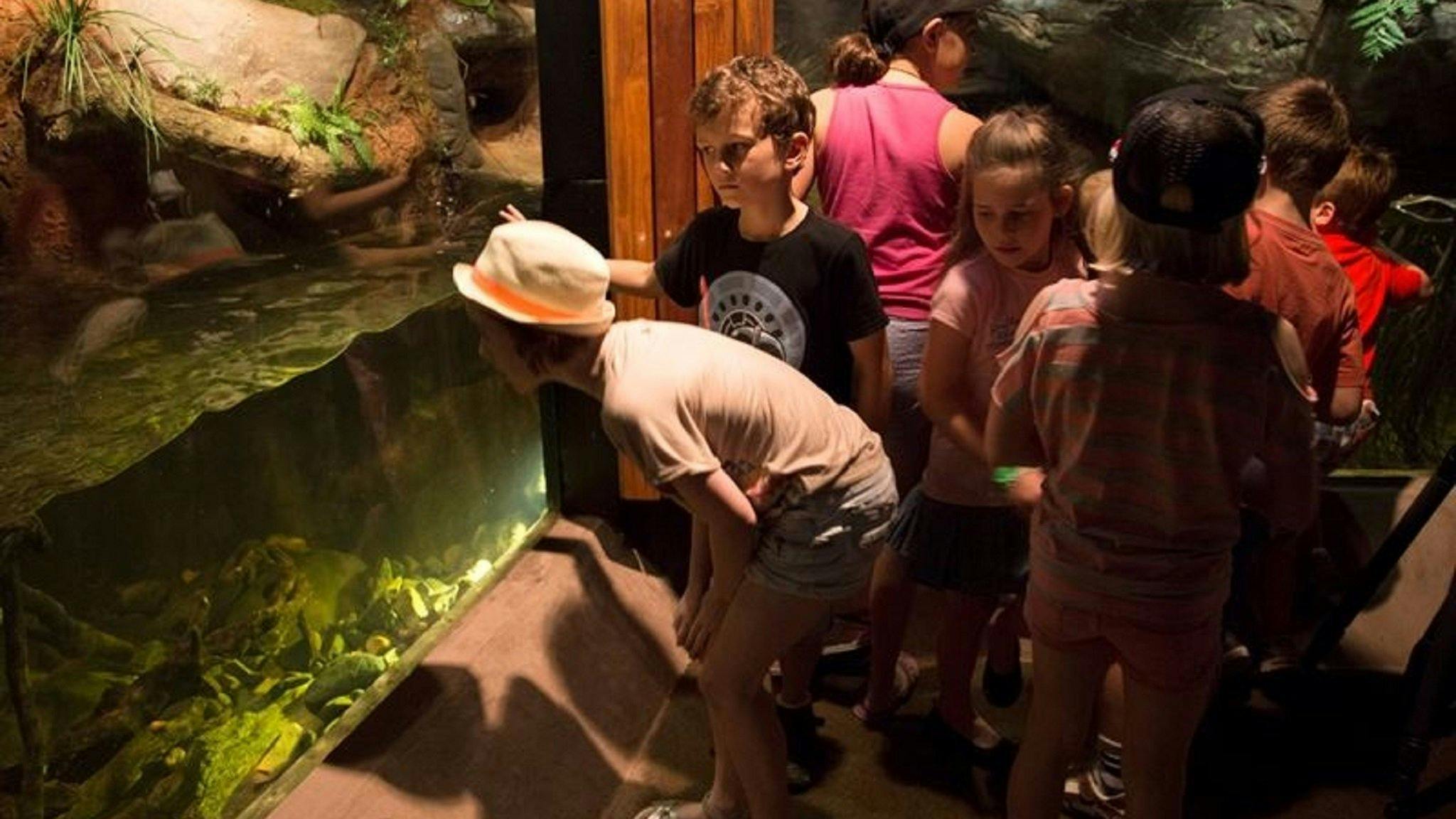 Children looking at platypus tank at Walkabout Creek Wildlife Centre