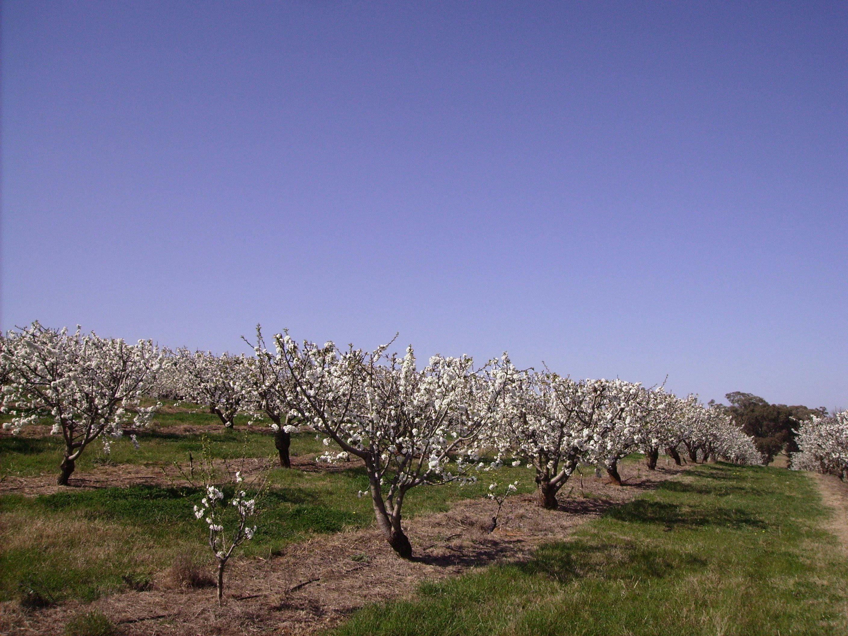 Cherry Blossoms