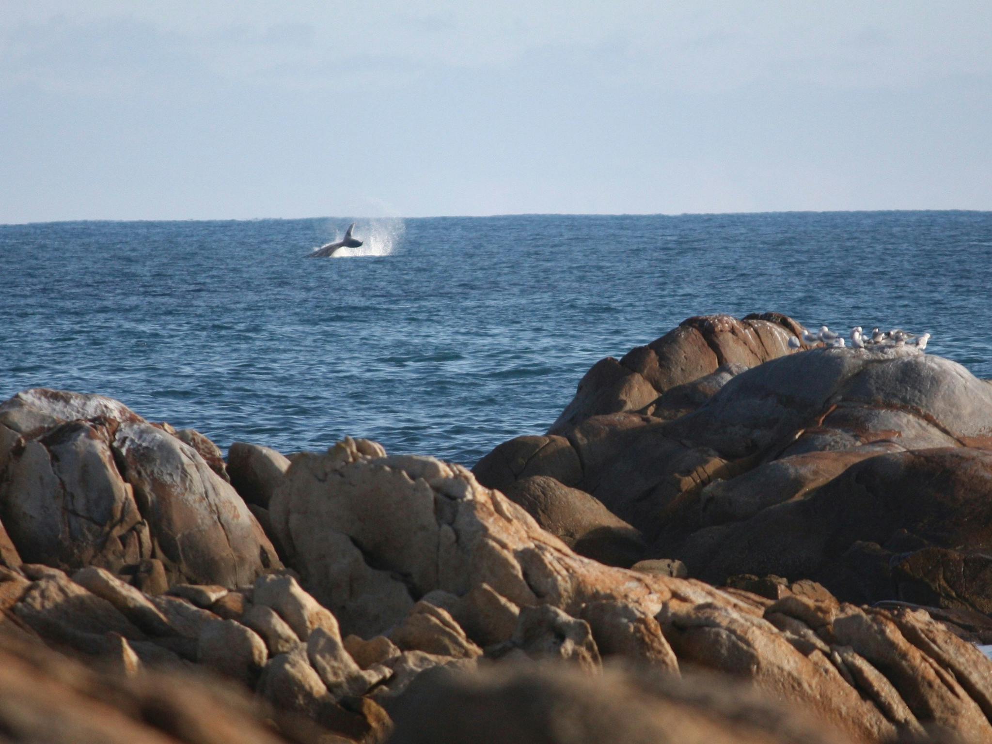 Cape Conran Coastal Park