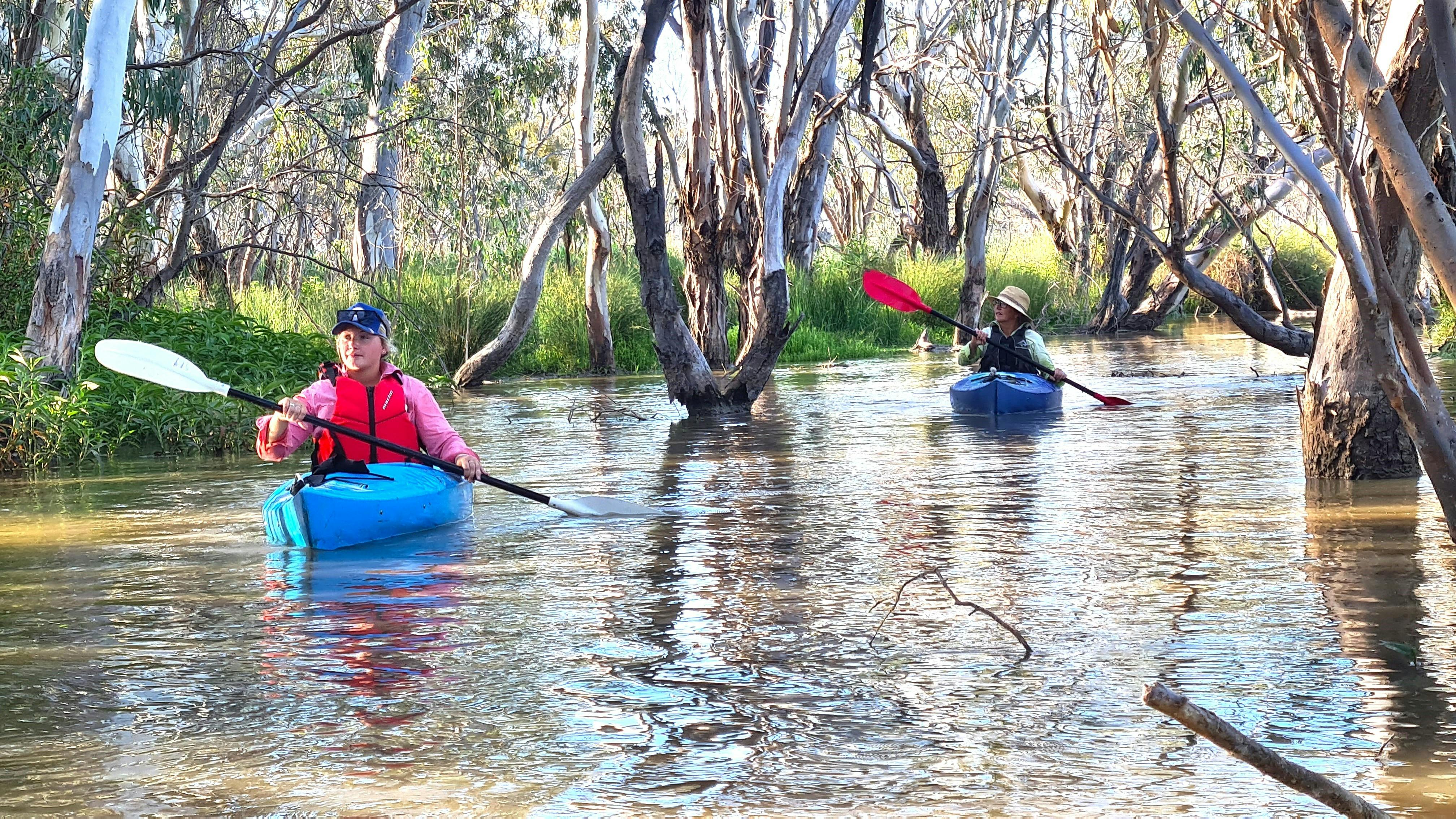 2人がマコーリー湿地帯の川沿いのレッドガムとアシの間をカヤックで漕いでいる。