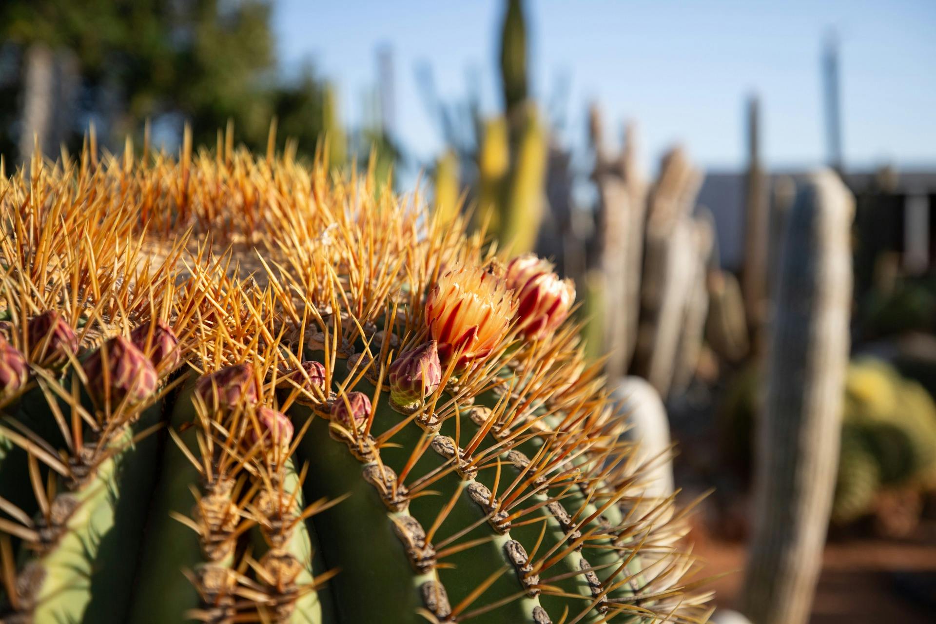 Cactus Garden Carnarvon