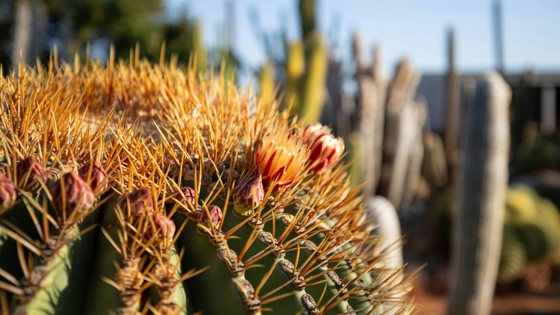 Cactus Garden Carnarvon - Sehenswrdigkeit - Tourism Western Australia