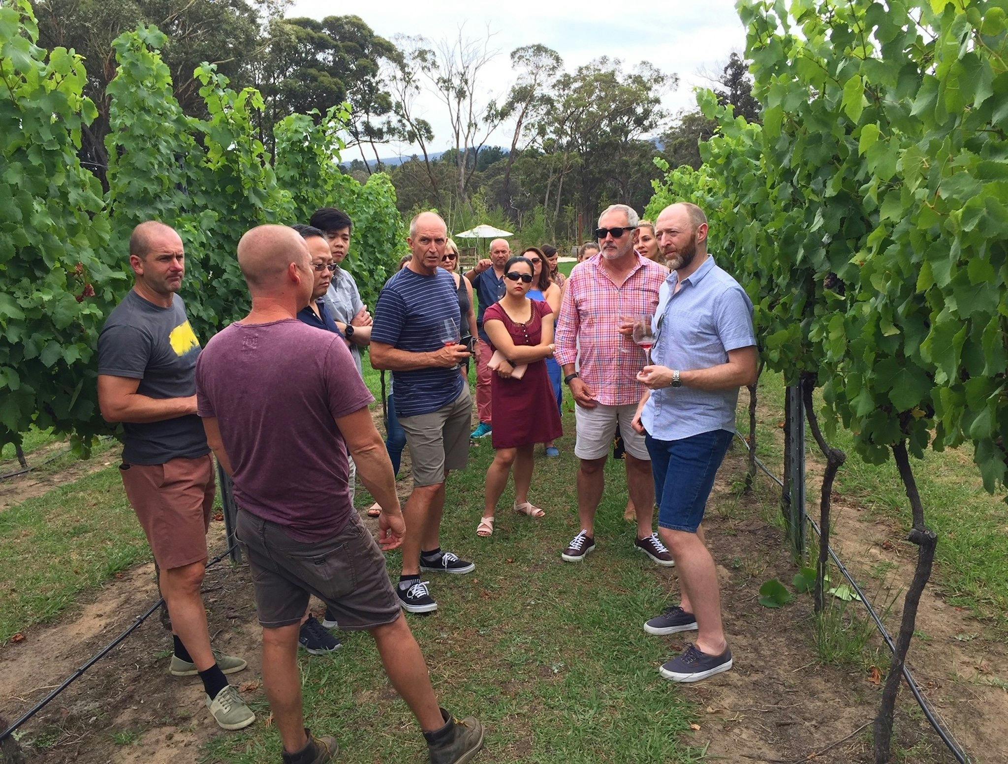 Visiting Artemis Wines