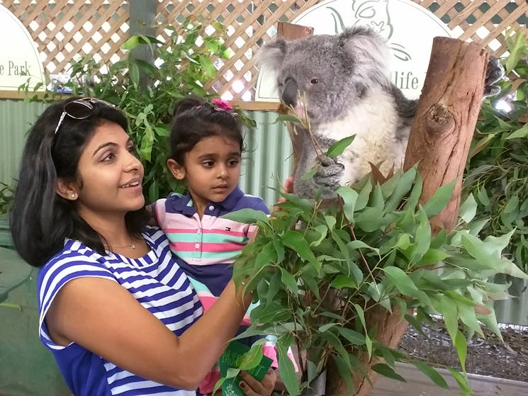 Meet a Koala up close and personal