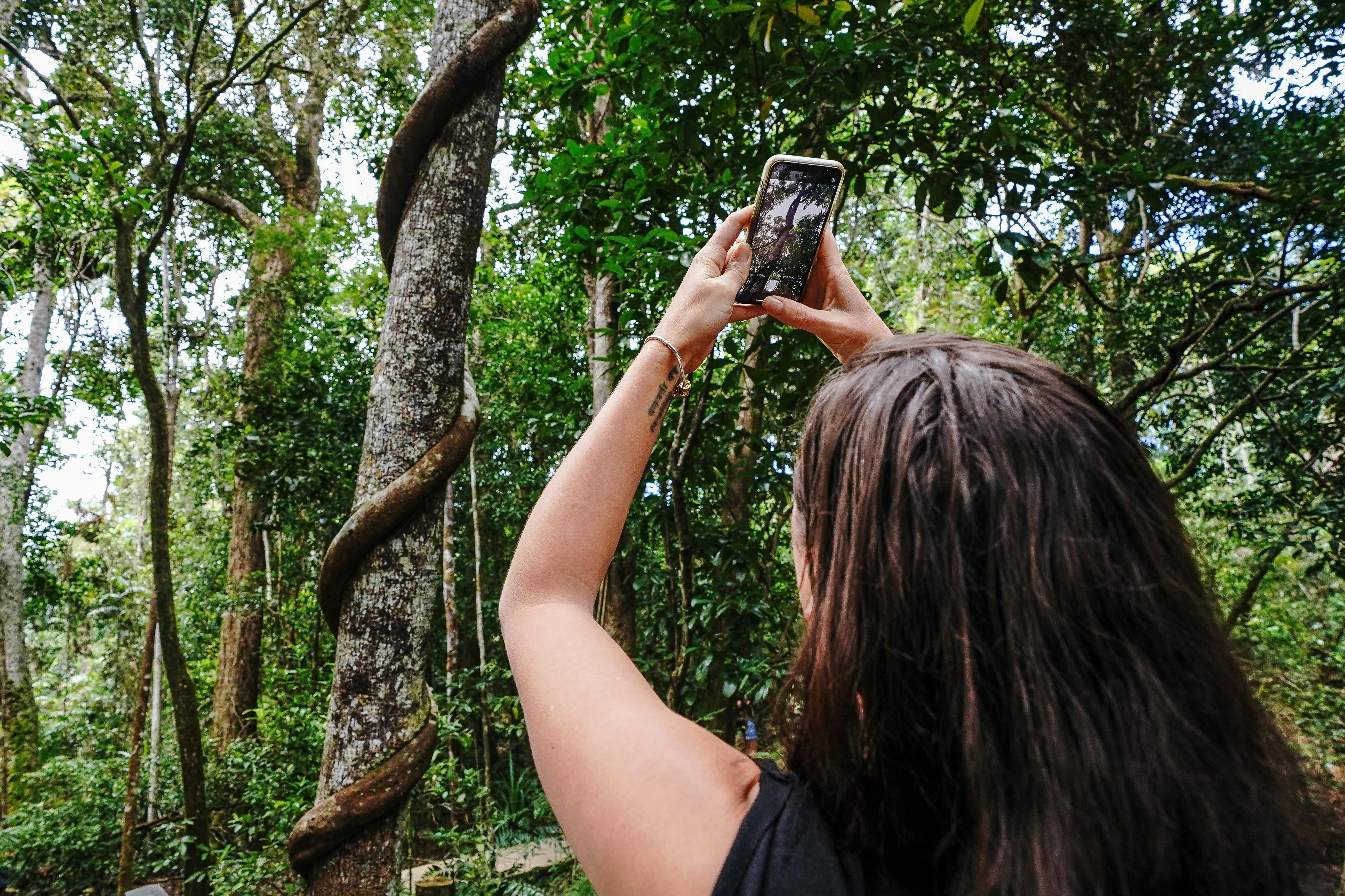 Rainforest Photography